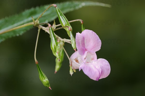 Himalayan balsam (Impatiens glandulifera), flower and capsule fruits, North Rhine-Westphalia, Germany, Europe