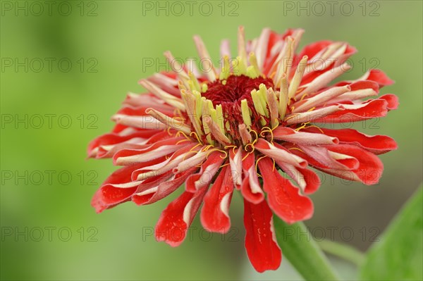 Zinnia (Zinnia elegans, Zinnia violacea), flower, ornamental plant, North Rhine-Westphalia, Germany, Europe