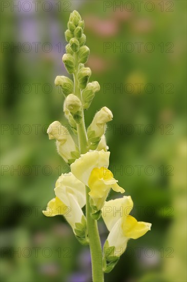 Large snapdragon or garden common snapdragon (Antirrhinum majus), flowers, ornamental plant, North Rhine-Westphalia, Germany, Europe