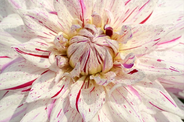 Dahlia 'Micks Peppermint' (Dahlia Hybride), detail of flower, ornamental plant, North Rhine-Westphalia, Germany, Europe