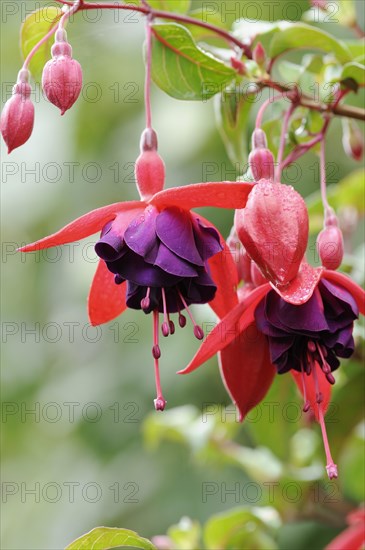 Fuchsia 'Royal Velvet' (Fuchsia hybride), flowers, ornamental plant, North Rhine-Westphalia, Germany, Europe