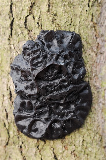 Warty glandular or warty black glandular (Exidia nigricans, Exidia plana), North Rhine-Westphalia, Germany, Europe