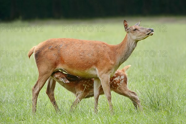 Red deer (Cervus elaphus), hind suckling calf, North Rhine-Westphalia, Germany, Europe