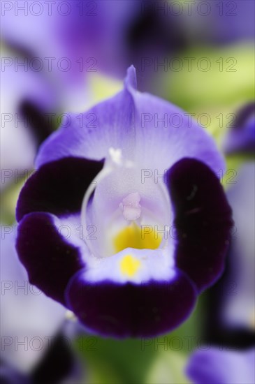 Bluewings (Torenia fournieri), flower, native to Vietnam, ornamental plant, North Rhine-Westphalia, Germany, Europe