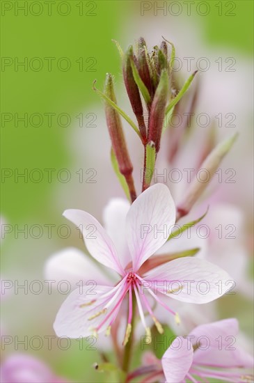 Lindheimer's beeblossom (Gaura lindheimeri), flower, native to North America, ornamental plant, North Rhine-Westphalia, Germany, Europe
