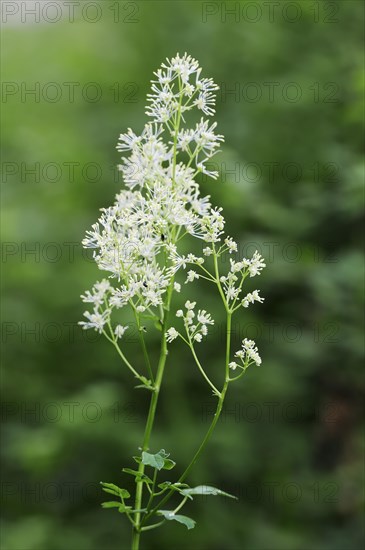 Yellow meadow-rue (Thalictrum flavum), inflorescence, North Rhine-Westphalia, Germany, Europe