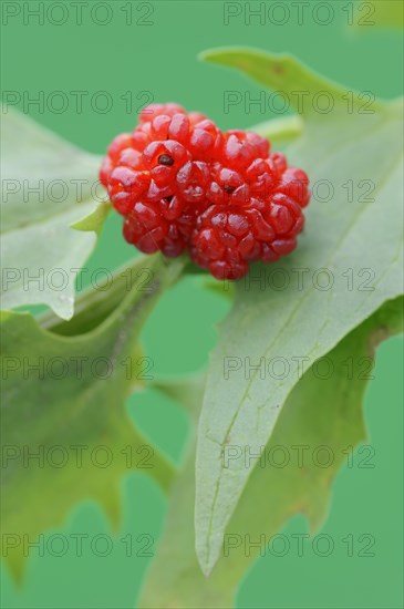 Strawberry spinach (Chenopodium foliosum, Blitum virgatum), fruit, vegetable and ornamental plant, North Rhine-Westphalia, Germany, Europe