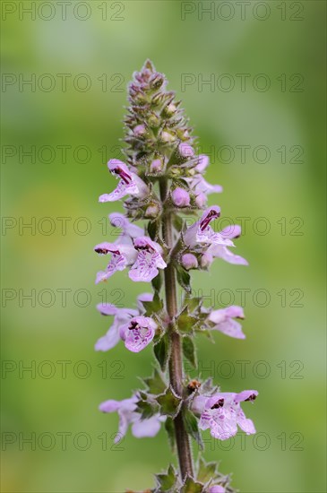 Marsh woundwort (Stachys palustris), inflorescence, North Rhine-Westphalia, Germany, Europe