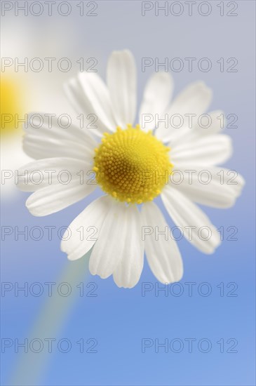 Chamomile (Matricaria recutita, Matricaria chamomilla), flower, medicinal plant, North Rhine-Westphalia, Germany, Europe