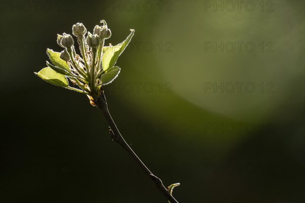 Buds of the Stuttgarter Gaishirtl or Geishirtle, pear (Pyrus communis), Stuttgart, Baden-Wuerttemberg, Germany, Europe