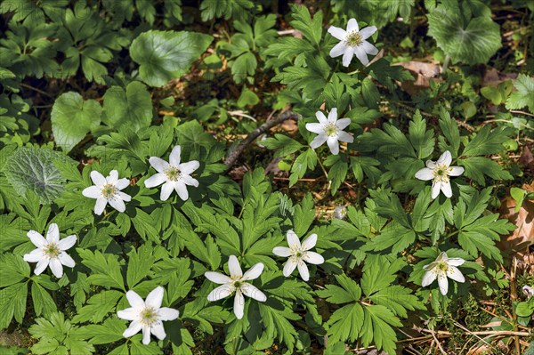 Wood anemone (Anemonoides nemorosa, syn. Anemone nemorosa), Allgaeu, Swabia, Bavaria, Germany, Europe