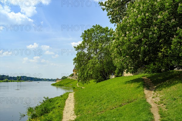 River landscape with Elbe cycle path and Pillnitz Castle on the Elbe in Pillnitz, Dresden, Saxony, Germany, Europe