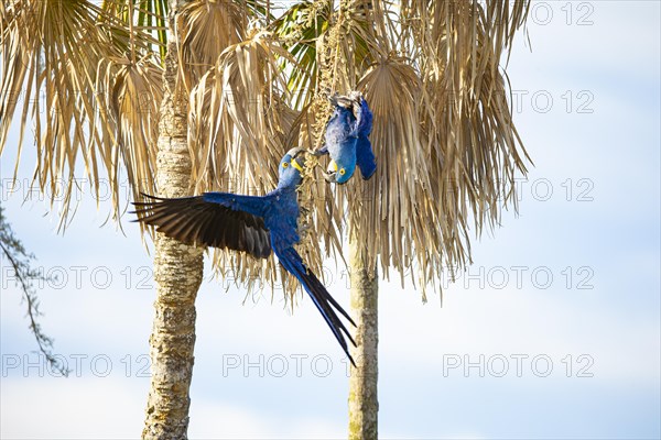 Hyacinth Macaw (Anodorhynchus hyacinthinus) Pantanal Brazil