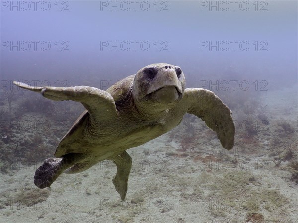 Loggerhead sea turtle (Caretta caretta), dive site Breakers, Palm Beach, Florida, USA, North America