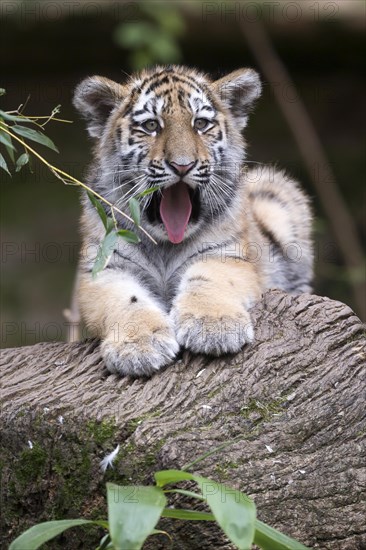 A tiger young with outstretched tongue sitting on a tree trunk, Siberian tiger, Amur tiger, (Phantera tigris altaica), cubs