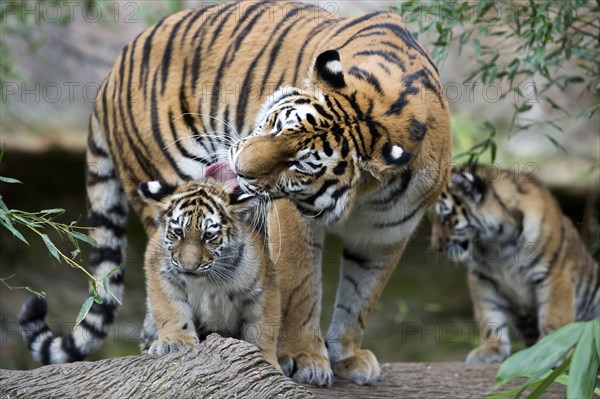 A tigress licks her young clean on a tree trunk, Siberian tiger, Amur tiger, (Phantera tigris altaica), cubs