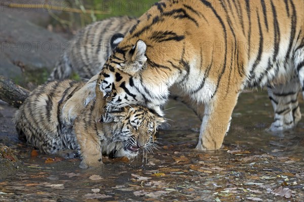 A young tiger enjoying the care of an adult tiger, Siberian tiger, Amur tiger, (Phantera tigris altaica), cubs