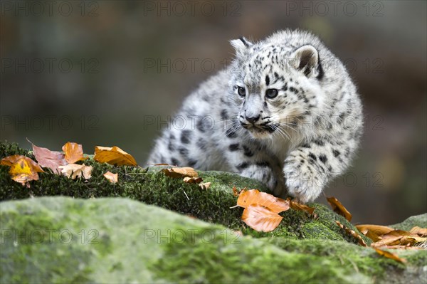 A snow leopard young chewing on a leaf while sitting on a moss-covered rock, Snow leopard, (Uncia uncia), young