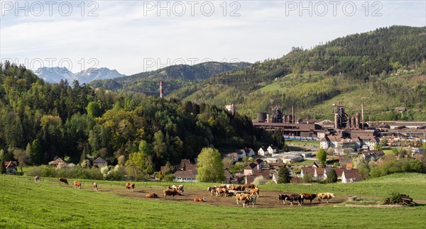 Cows grazing in front of the Donawitz steelworks of voestalpine AG, Donawitz district, Leoben, Styria, Austria, Europe