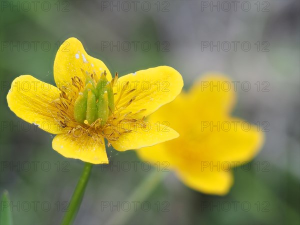 Marsh marigold (Caltha palustris), macro photograph with focus stacking, Leoben, Styria, Austria, Europe