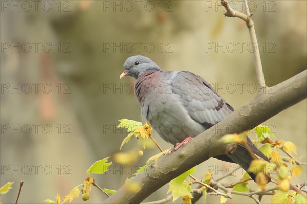 Stock Dove (Columba oenas) sitting on a branch, Rosensteinpark, Stuttgart, Baden-Wuerttemberg, Germany, Europe