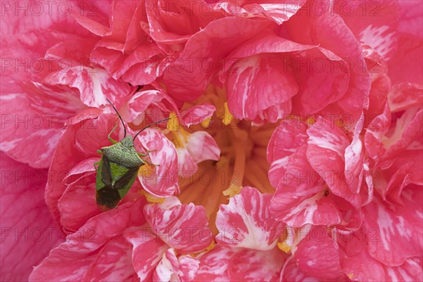 Hawthorn shieldbug (Acanthosoma haemorrhoidale) adult on a garden Camellia flower in spring, England, United Kingdom, Europe