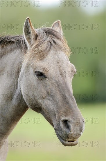 Duelmen wild horse, portrait, Merfelder Bruch, Duelmen, North Rhine-Westphalia, Germany, Europe