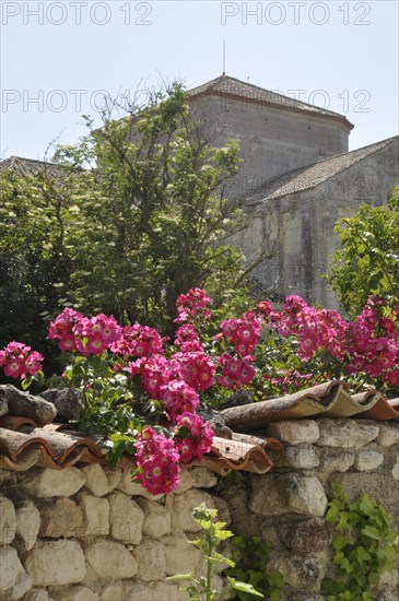 Roses on a wall in Talmon sur Gironde