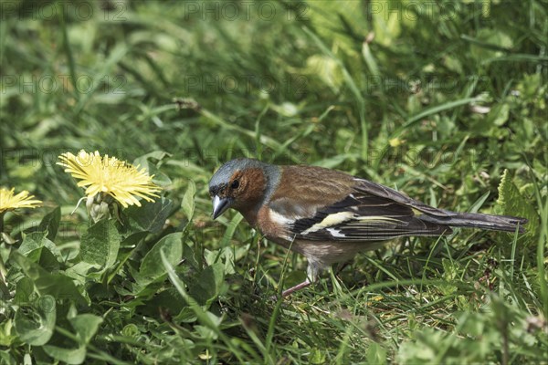 A male common chaffinch (Fringilla coelebs) looking for food in the grass next to dandelion flowers, Baden-Wuerttemberg, Germany, Europe