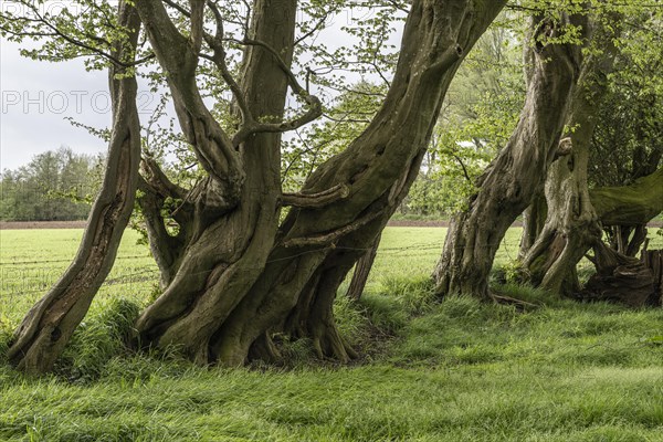 Old european hornbeams (Carpinus betulus), Emsland, Lower Saxony, Germany, Europe