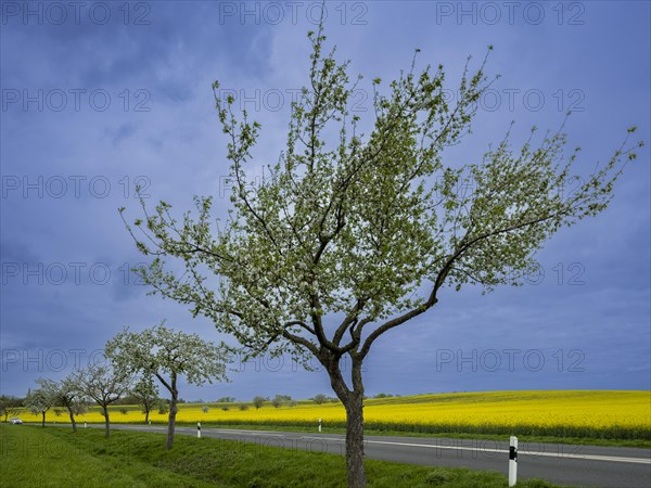 Flowering apple trees along a road, avenue, rape field, field with rape (Brassica napus), Cremlingen, Lower Saxony, Germany, Europe