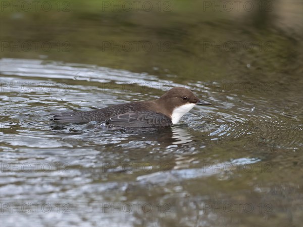 White-throated Dipper (Cinclus cinclus) swimming in a stream in search of food, Paderborn, North Rhine-Westphalia, Germany, Europe