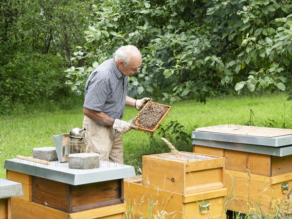 Beekeeper inspecting a frame with honey bees (Apis mellifera), North Rhine-Westphalia, Germany, Europe