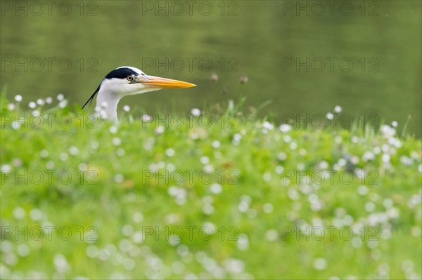 Grey heron (Ardea cinerea) peeping out between grass and white flowers, animal portrait, Hesse, Germany, Europe