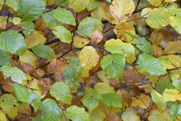 Common beech (Fagus sylvatica), branches with autumn leaves, North Rhine-Westphalia, Germany, Europe