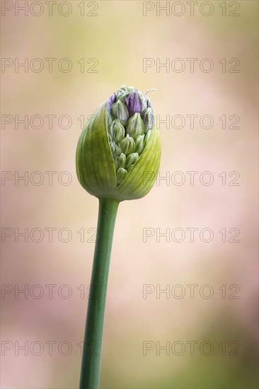 Ornamental leek (Alium), spring, Germany, Europe