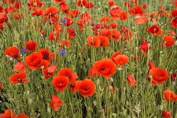 Poppy flowers (Papaver rhoeas), Baden-Wuerttemberg, A cluster of poppies emphasises the vivid red on a green background, poppy flowers (Papaver rhoeas), Baden-Wuerttemberg, Germany, Europe