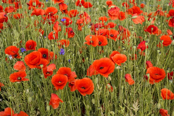 Poppy flowers (Papaver rhoeas), Baden-Wuerttemberg, A cluster of poppies emphasises the vivid red on a green background, poppy flowers (Papaver rhoeas), Baden-Wuerttemberg, Germany, Europe