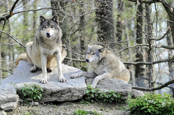 Mackenzie valley wolf (Canis lupus occidentalis), Captive, Germany, Europe, One wolf sitting and another lying on a rock, both looking attentively, Tierpark, Baden-Wuerttemberg, Europe