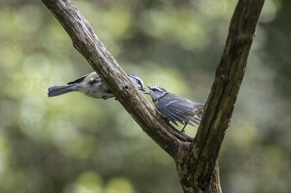 Blue tits (Parus caerulea), partner feeding, Emsland, Lower Saxony, Germany, Europe