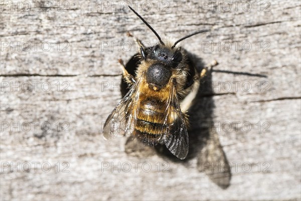 Rusty red mason bee (Osmia bicornis), Emsland, Lower Saxony, Germany, Europe