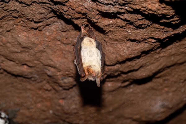 Greater mouse-eared bat (Myotis myotis), hibernating in a cave, North Rhine-Westphalia, Germany, Europe