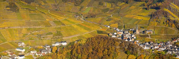 Vineyards in autumn, Mayschoss with parish church, red wine growing region Ahrtal, red wine of the Pinot Noir and Portugieser grape is grown here, Eifel, Rhineland-Palatinate, Germany, Europe