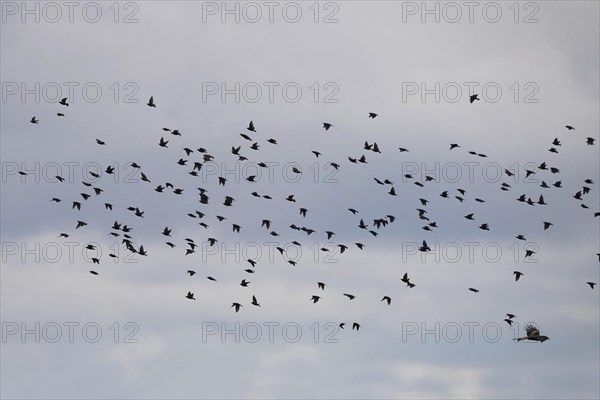 Flock of starlings in flight, April, Saxony, Germany, Europe