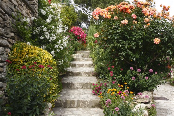 Flowers in summer in Lourmarin, Luberon, Vaucluse, Provence, France, Europe