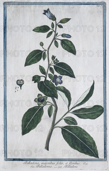 Black belladonna (Atropa belladonna), forest nightshade, hand-coloured botanical engraving from Hortus Romanus by Giorgio Bonelli, 1772