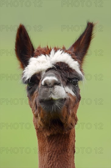 Alpaca (Vicugna pacos), portrait, North Rhine-Westphalia, Germany, Europe