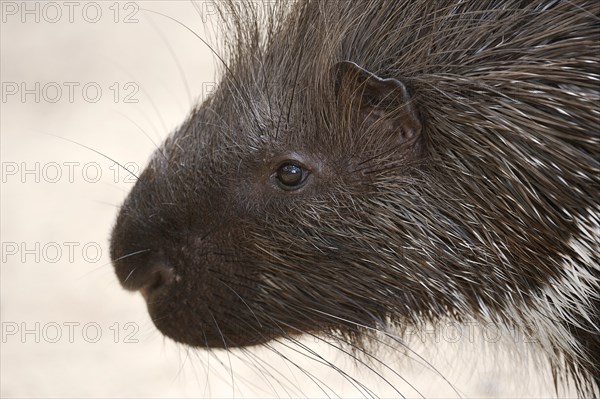 White-tailed porcupine or indian crested porcupine (Hystrix indica), portrait, captive, occurring in Asia