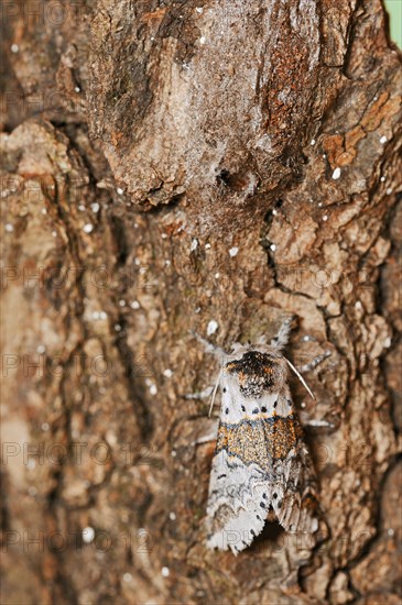 Sallow kitten moth (Furcula furcula), freshly hatched butterfly and cocoon, North Rhine-Westphalia, Germany, Europe