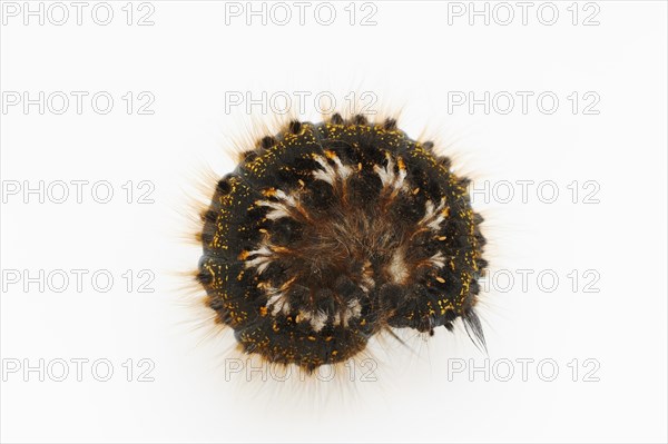 Grass cluck or drinker (Euthrix potatoria), caterpillar on white background, North Rhine-Westphalia, Germany, Europe